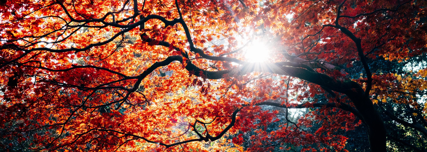 Herfstbladeren