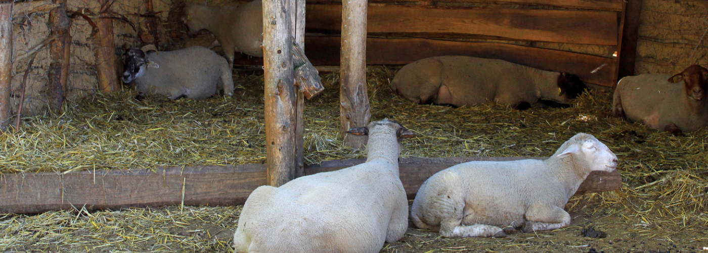 Serie | Ik ben de Deur der schapen