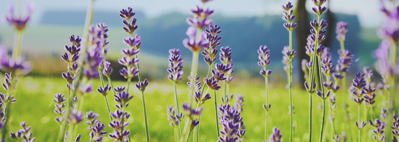 Schoon of vies water, zonden bederven de bloeiende bloem