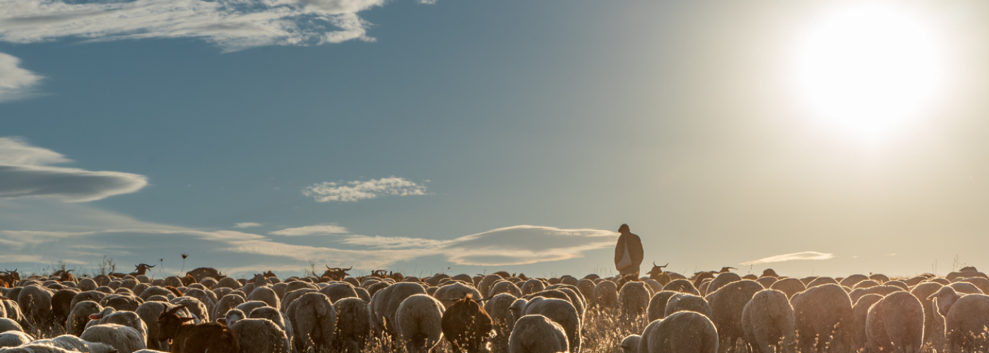 Serie | Ik ben de Goede Herder