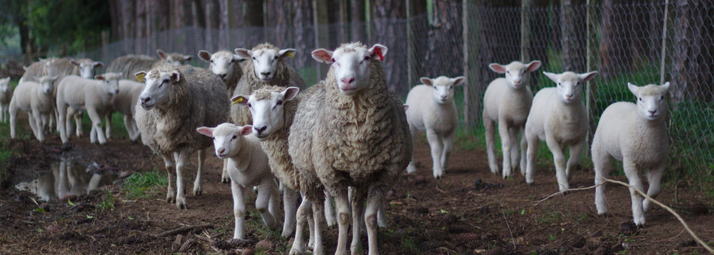 Zone pastorale 