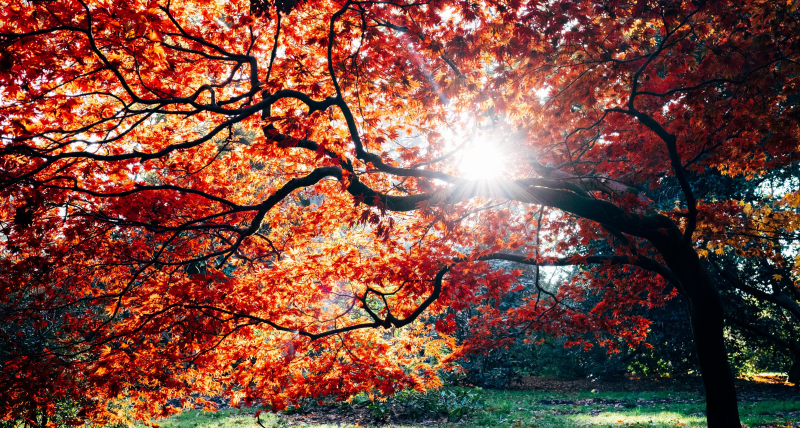 Herfstbladeren
