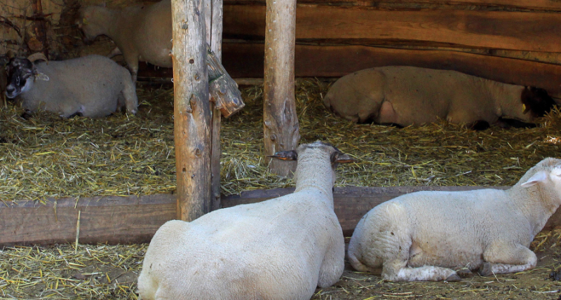 Serie | Ik ben de Deur der schapen