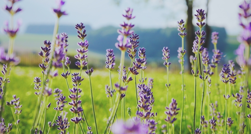 Schoon of vies water, zonden bederven de bloeiende bloem