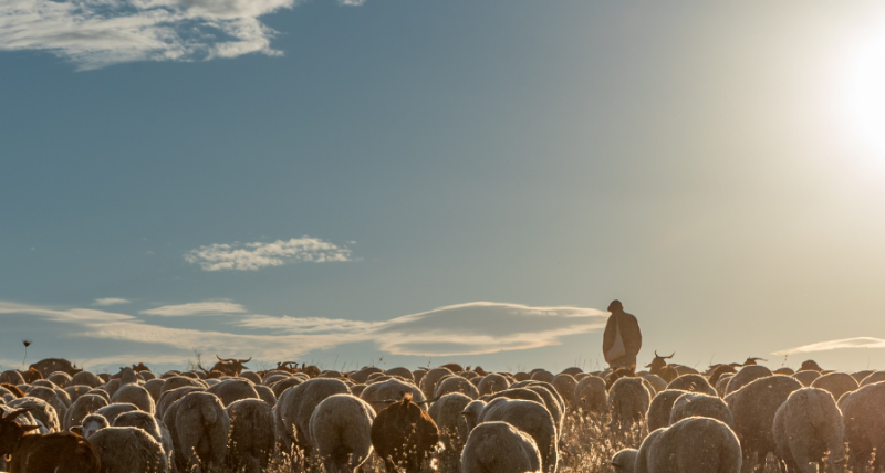 Serie | Ik ben de Goede Herder