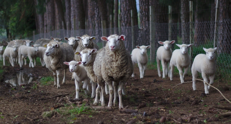 Zone pastorale 